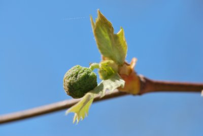 Platanus x hispanica - platan javorolistý - vývoj listu a plodu (4)